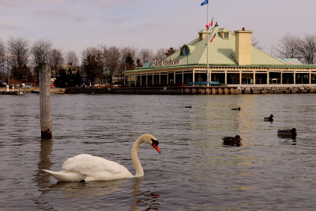 Snug Harbour offers seafood specialties overlooking the water